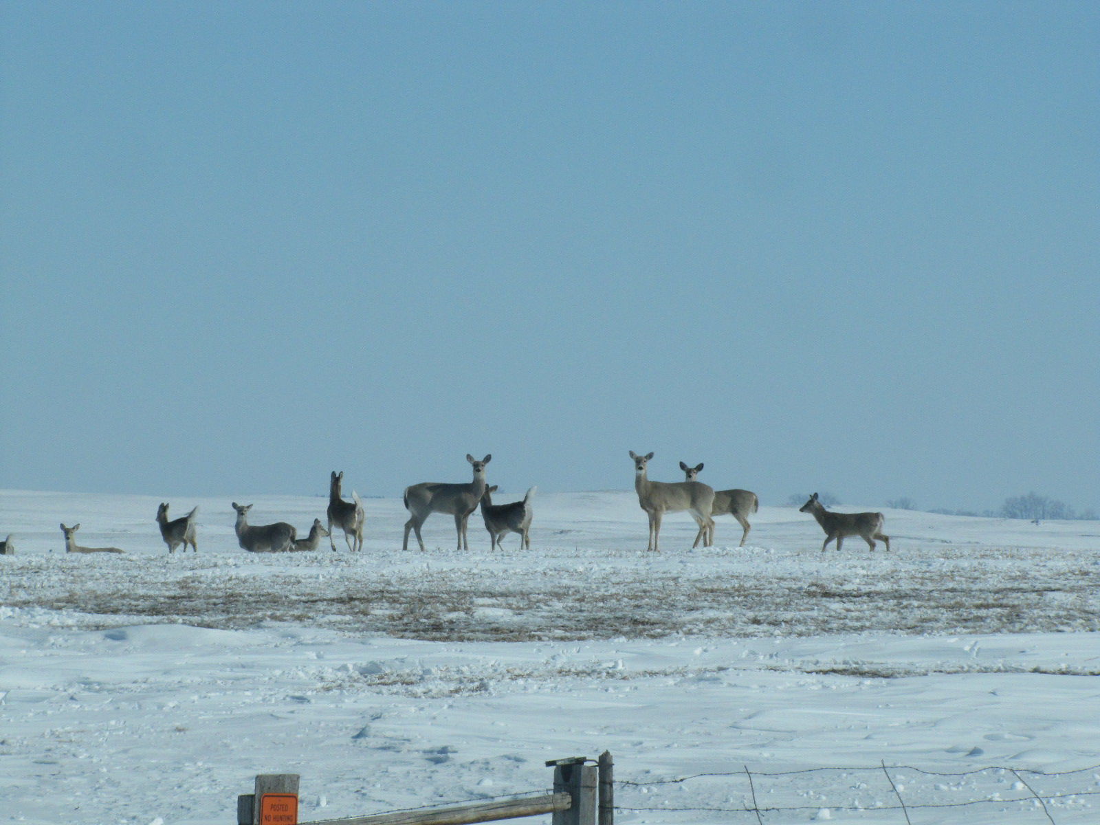 Deer Me!